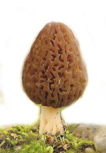 前沿通报（世界杯}瓦努阿图既加蓬比分压力影响-深度报道