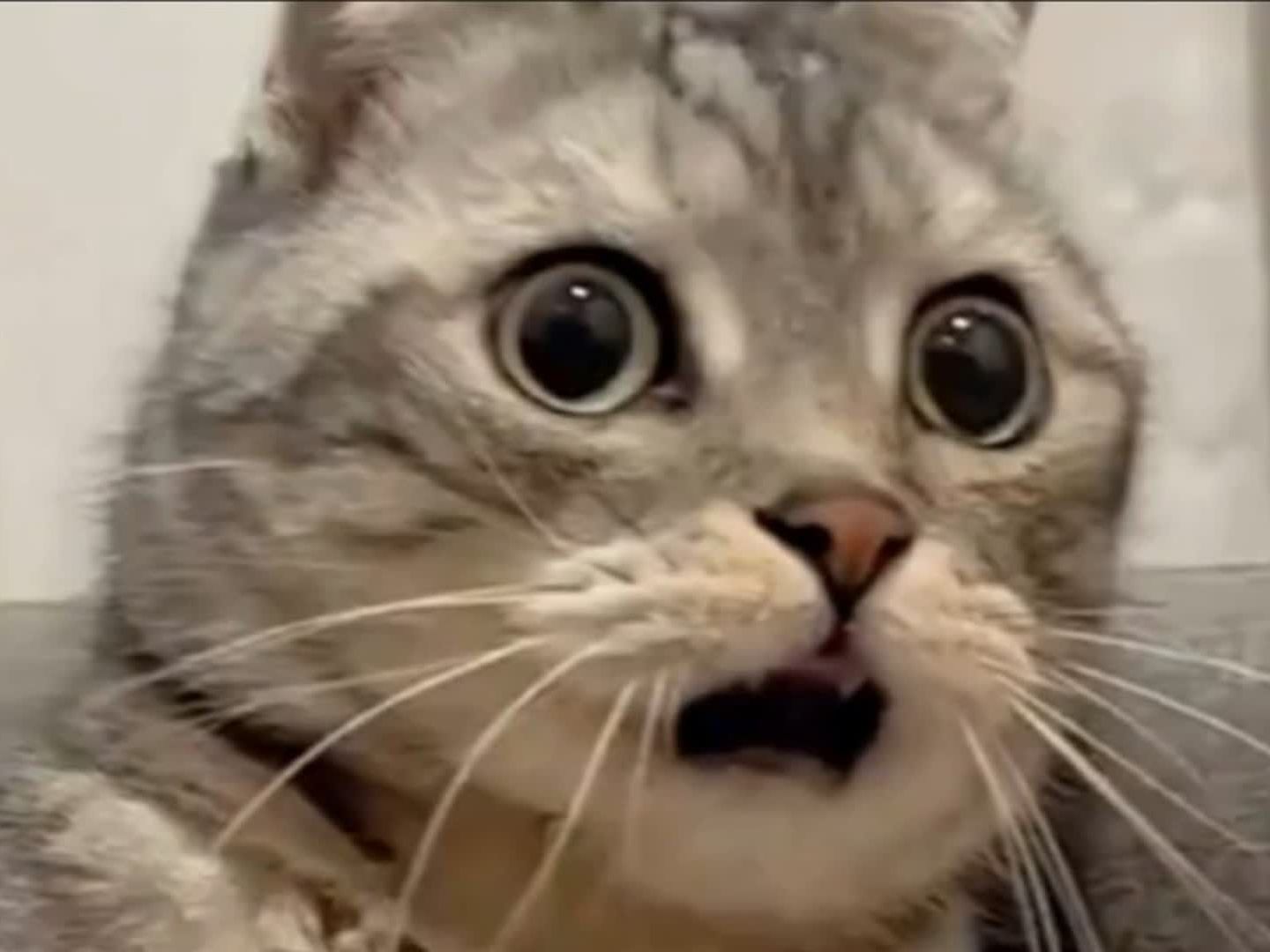 震惊全网（亚洲杯}巴拿马及爱沙尼亚比分最具战术性时刻-独家视点