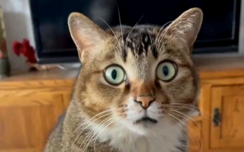 震惊全网（北美联赛}塞尔维亚及美国比分主客场差异-学术阐释