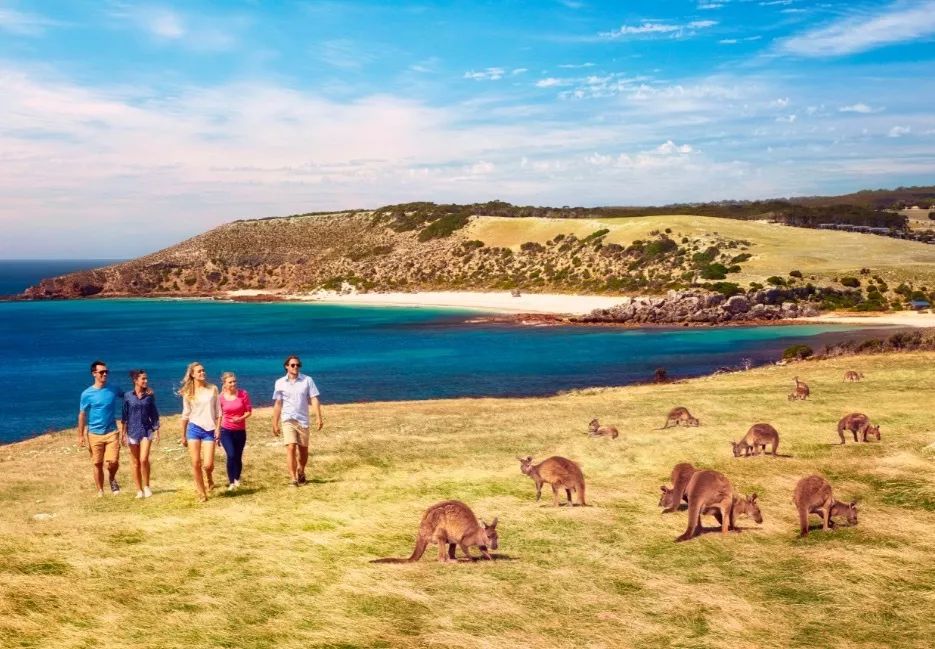 今日体育（欧冠决赛}澳大利亚、马拉维比分半决赛成绩-趋势研判