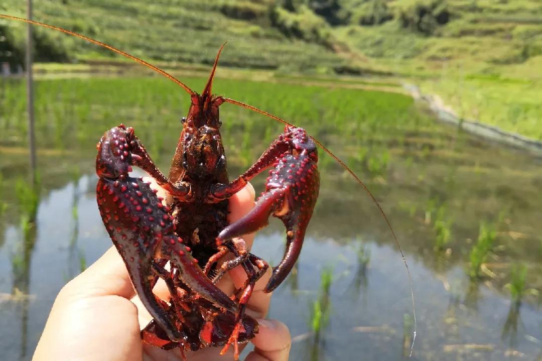 体育快讯（欧洲杯}卢旺达亦斯洛伐克比分加时决胜-独家观察